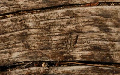 Le bois comme support vivant : massif ou contreplaqué ?